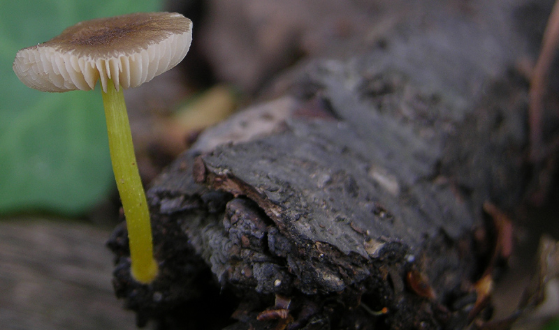 Pluteus romellii
